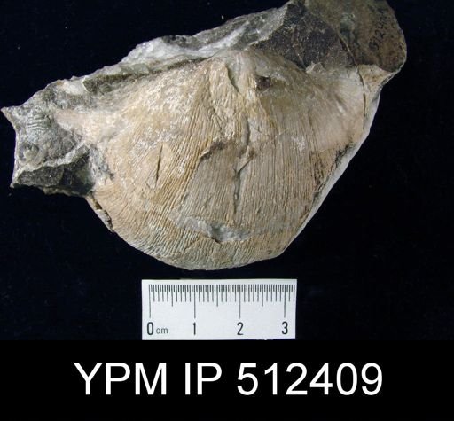 Daviesiella sp.