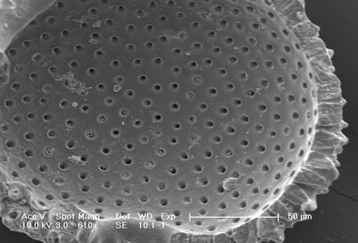 Globigerinoides ruber