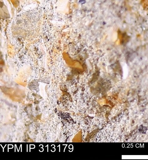 undet. Bivalvia