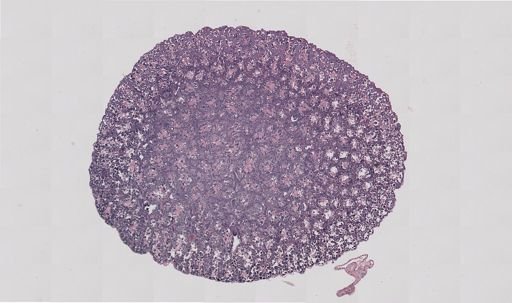 Rana clamitans