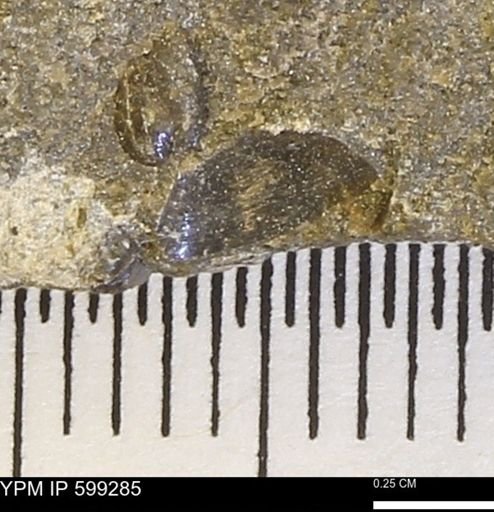 Protocardia subquadrata