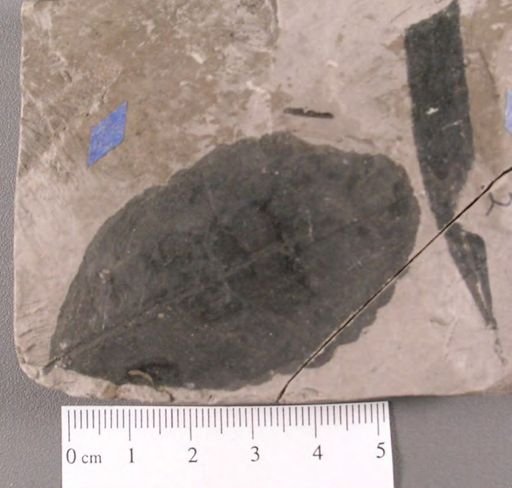Celastrophyllum crenatum