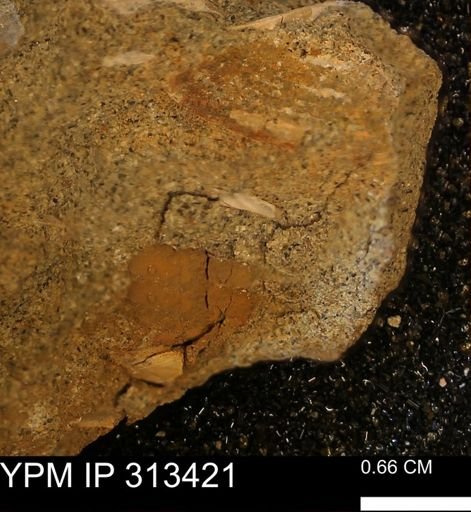Corbicula sp.