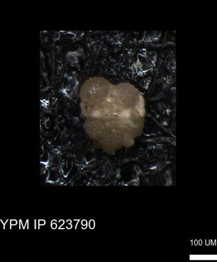 undet. Foraminiferida