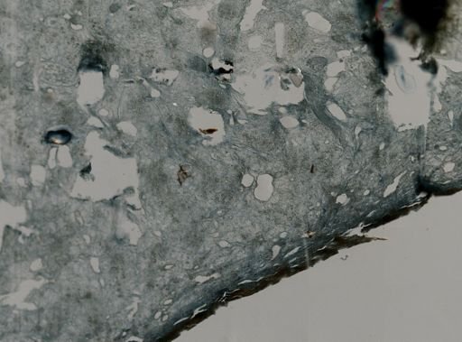 Aiolochroia crassa