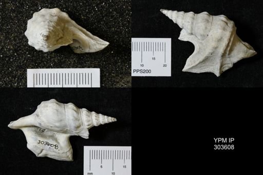Aporrhais pespelecani