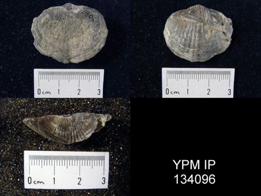 Tropidoleptus carinatus