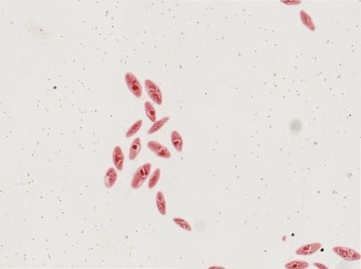 Paramecium calkinsi