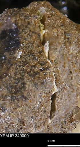undet. Mollusca