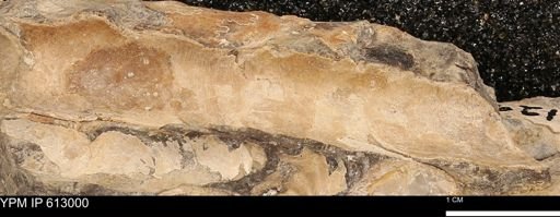 Baculites sp.