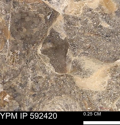 undet. Ammonoidea