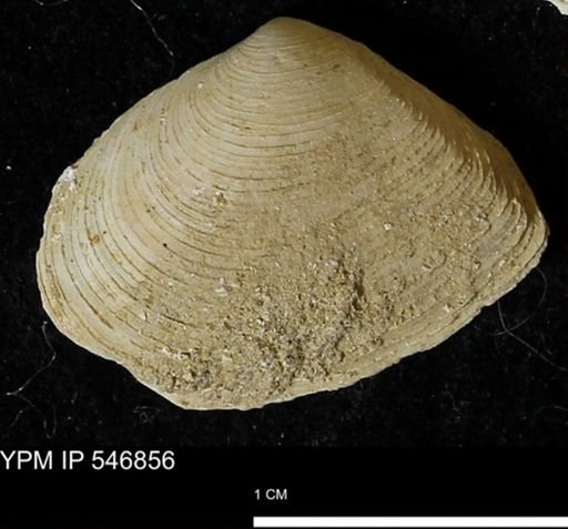 Cumingia tellinoides