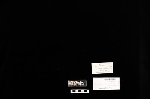 Isopachys gyldenstolpei