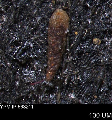 Verneuilinoides hectori