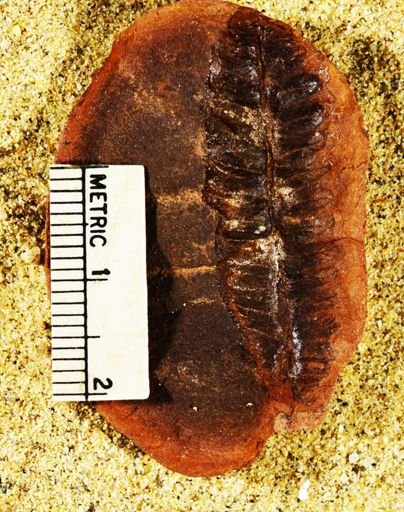 Pecopteris unita