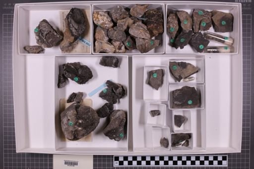 mixed taxa, stratigraphic collection