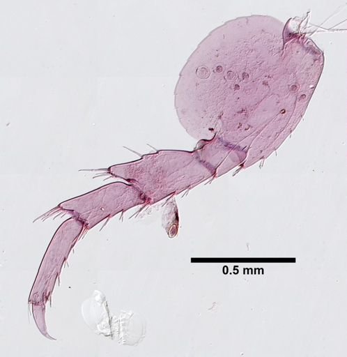 Hyalella cf. azteca