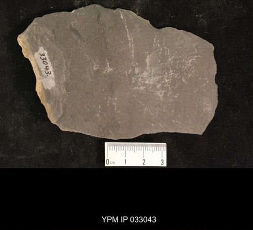 Mormolucoides articulatus
