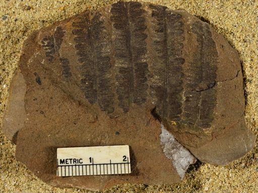 Pecopteris