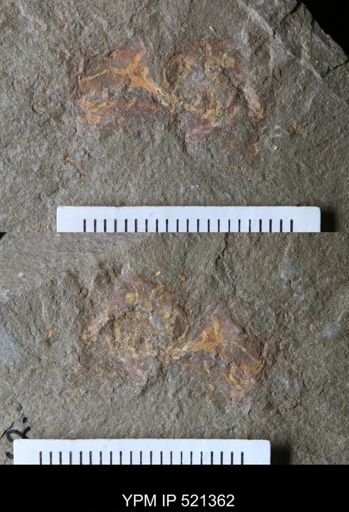 undet. Arthropoda