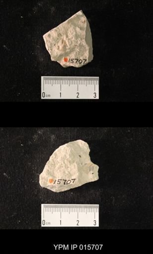 Permoblattina curta