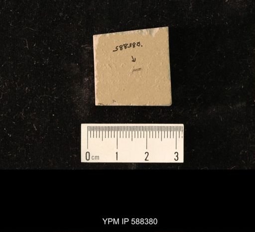 undet. Staphylinidae