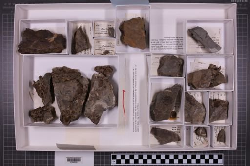 mixed taxa, stratigraphic collection