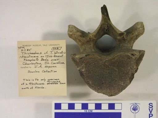 cf. Trichechus latirostris