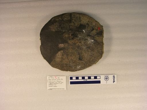 Aspideretes nassau