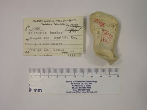 Teleoceras fossiger