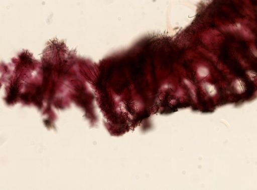 Clathria spongigartina