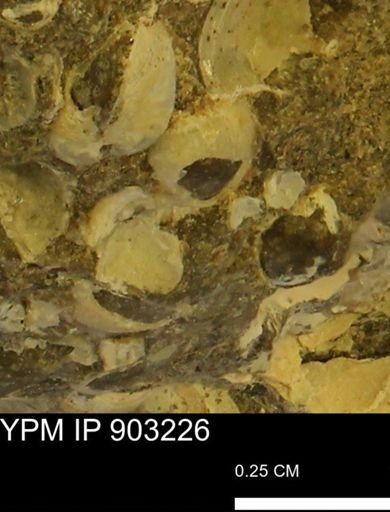 Corbulamella?