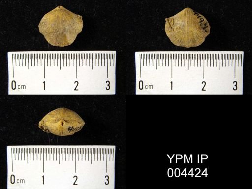 Stenoscisma?