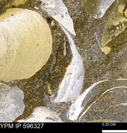 Limopsis striatopunctatus