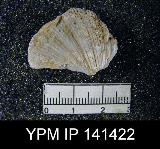 Spirifer (Neospirifer) musakheylensis