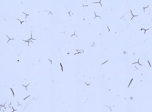 Sycon ciliatum