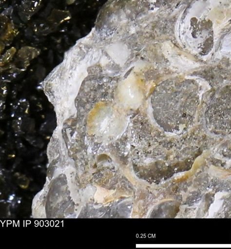 undet. Mollusca