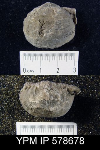 Productus sp.
