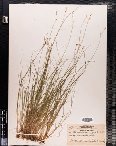 Carex bromoides