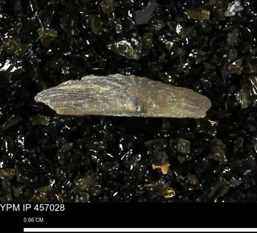 Stropheodonta sp.