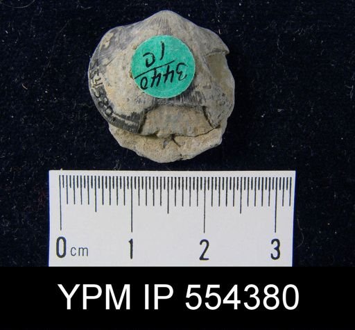 Dalmanella sp.