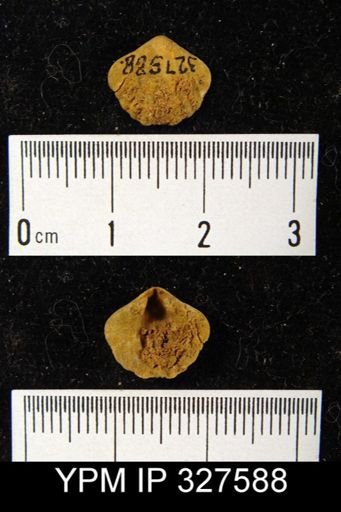 undet. Brachiopoda