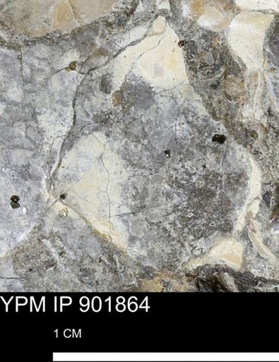 Inoceramus sp.