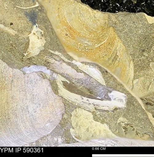 Protocardia?