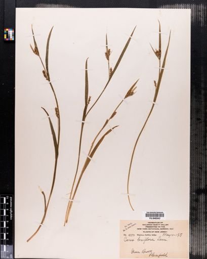 Carex laxiflora