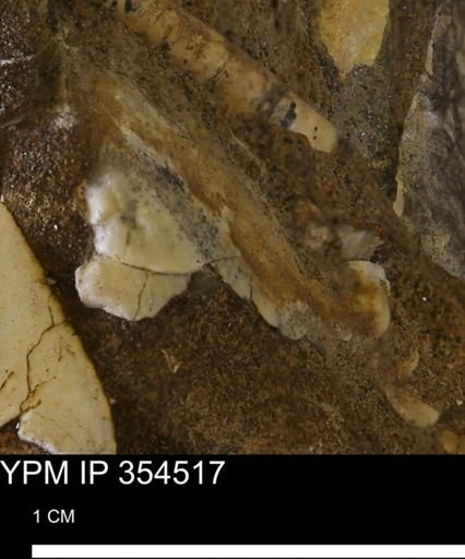 undet. Mollusca