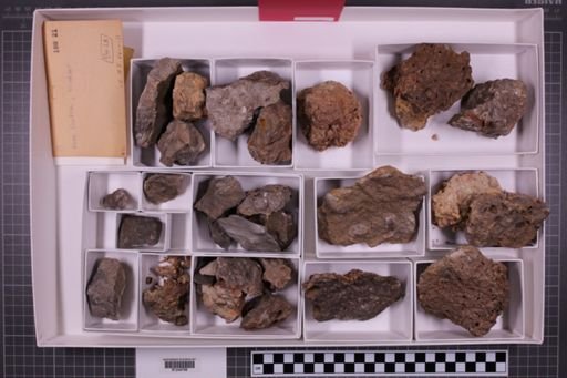 mixed taxa, stratigraphic collection