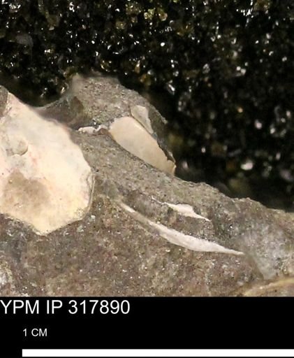 undet. Mollusca