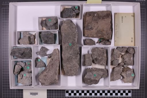 mixed taxa, stratigraphic collection