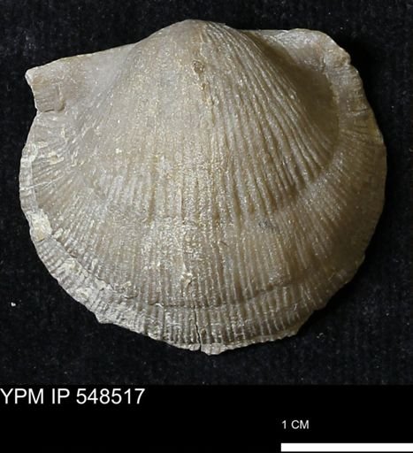 Stropheodonta navalis
